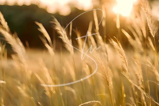 Long Grass in a Summer Breeze [9sec]